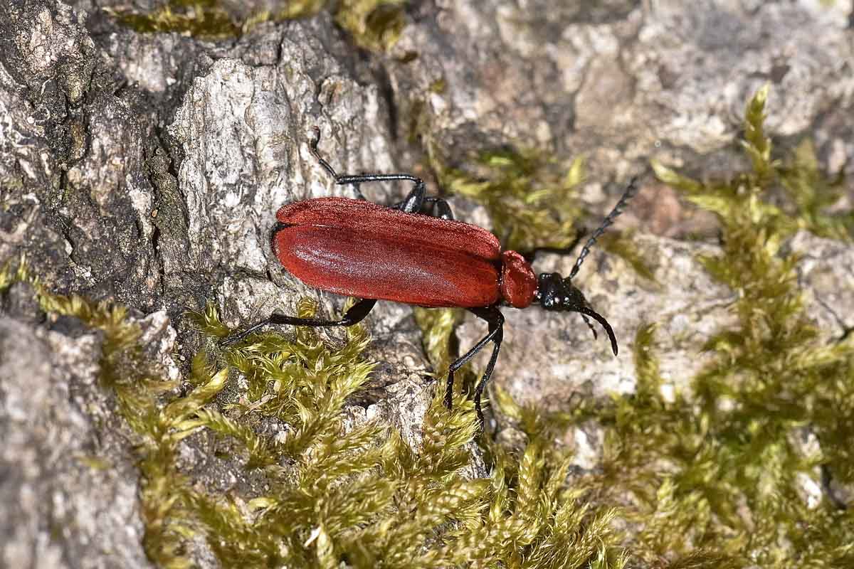 Ovideposizione di Pyrochroidae